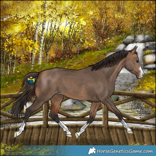 Horse Color:Bay Dun Varnish