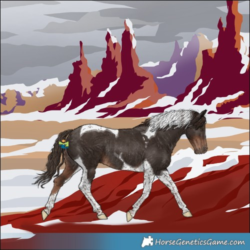 Horse Color:Liver Chestnut Tobiano Rabicano 