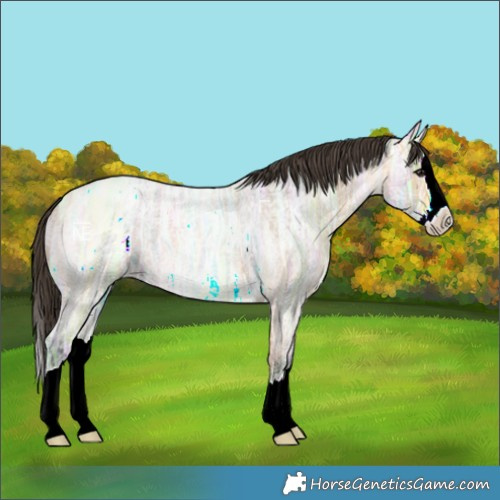 Horse Color:Buckskin Ice Roan Splash