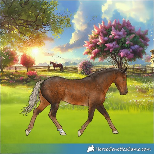 Horse Color:Chocolate Palomino Rabicano