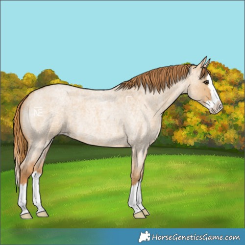 Horse Color:Red Dun Roan Splash Rabicano