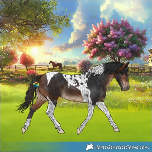 Horse Color:Bay Tobiano
