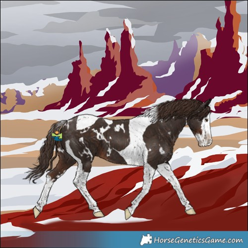 Horse Color:White Spotted Liver Chestnut Splash Tobiano