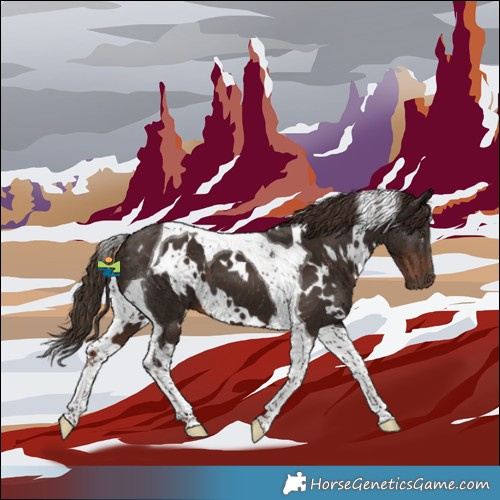 Horse Color:White Spotted Liver Chestnut Tobiano