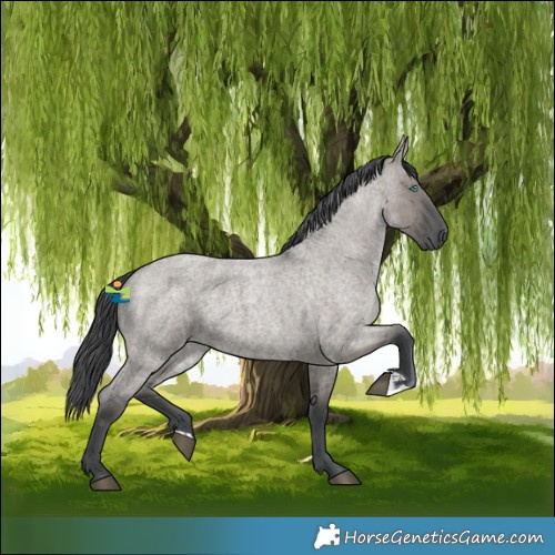 Horse Color:Grullo Roan Merle 