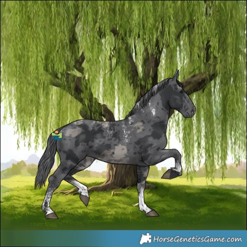 Horse Color:Powder White Black Merle 