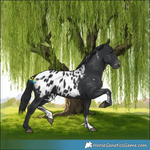Horse Color:Powder White Black Blanket 