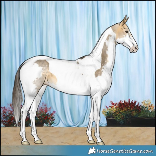 Horse Color:Buckskin Dun Splash Tobiano