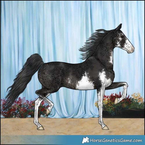 Horse Color:Black Ice Sabino 