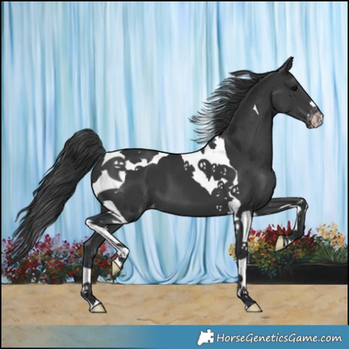 Horse Color:Black Tobiano Varnish 