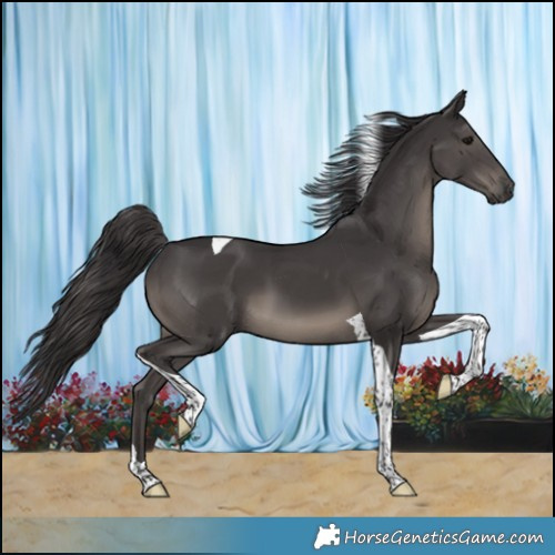 Horse Color:Smoky Black Tobiano 