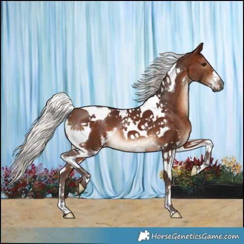 Horse Color:Silver Brown Sabino Tobiano 