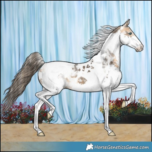 Horse Color:Buckskin Splash Tobiano