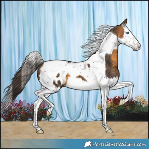 Horse Color:Buckskin Splash Tobiano Blanket