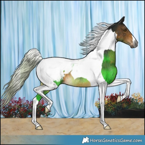 Horse Color:Gray Silver Buckskin Tobiano Snowcap Rabicano 