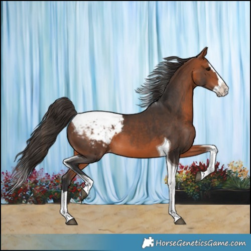 Horse Color:Bay Splash Tobiano Snowcap 