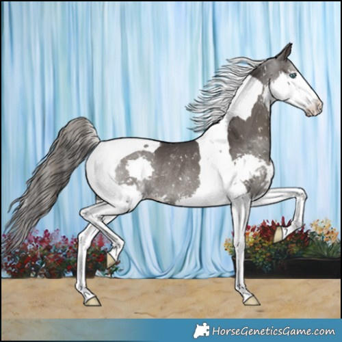 Horse Color:Smoky Black Splash Tobiano Snowflake VarnishRabicano 