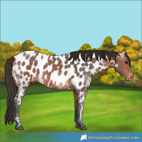 Horse Color:Bay Ice Near Leopard 