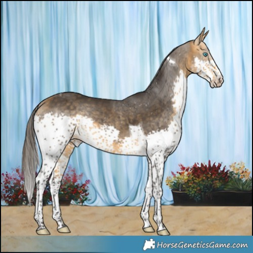 Horse Color:Buckskin Splash Tobiano 
