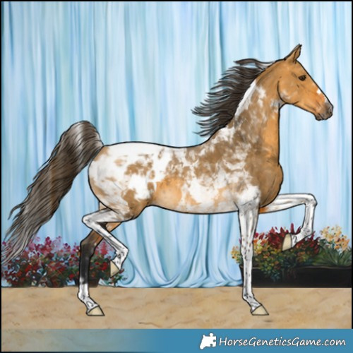 Horse Color:Gray Buckskin Dun Tobiano Blanket