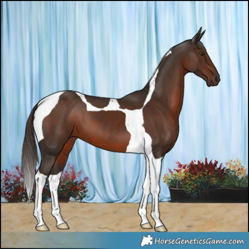 Horse Color:Liver Chestnut Tobiano 