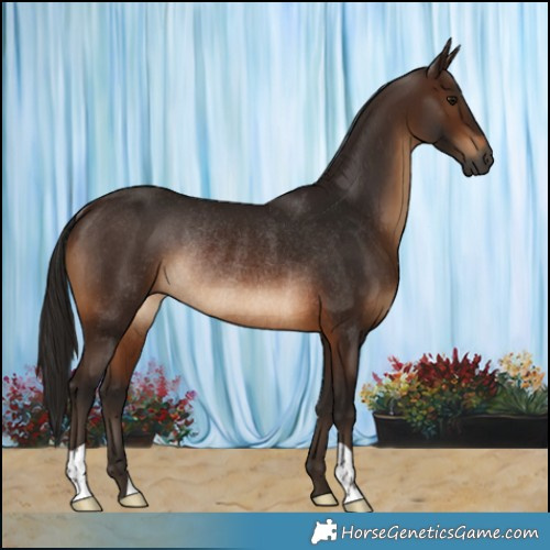 Horse Color:Gray Bay Rabicano 