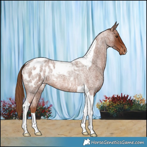 Horse Color:Red Roan Tobiano Blanket 