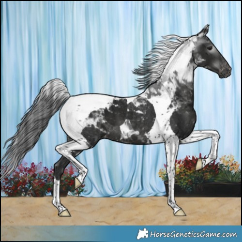 Horse Color:Gray Black Tobiano Varnish 