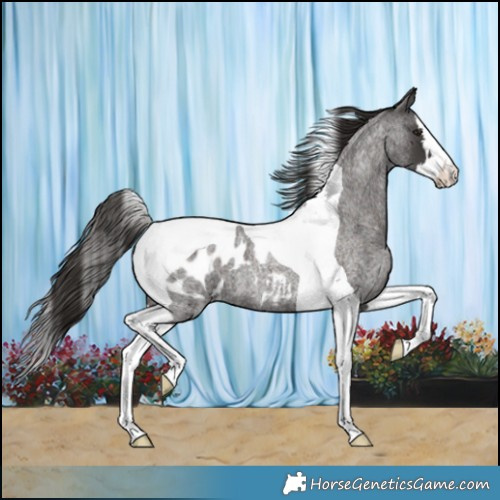 Horse Color:Liver Red Roan Splash Tobiano Blanket 