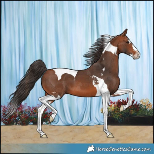 Horse Color:Bay Splash Tobiano