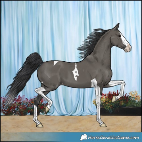Horse Color:Grullo Splash Tobiano Varnish 