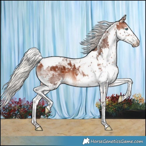 Horse Color:Silver Brown Splash Tobiano Varnish Rabicano 