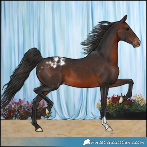 Horse Color:Brown Varnish