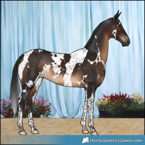 Horse Color:Gray White Spotted Brown Tobiano Rabicano