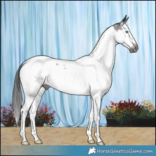 Horse Color:Gray Brown Splash Tobiano 