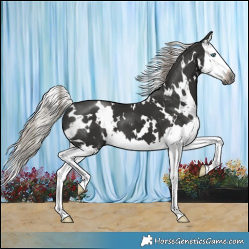Horse Color:Gray White Spotted Silver Black Splash 