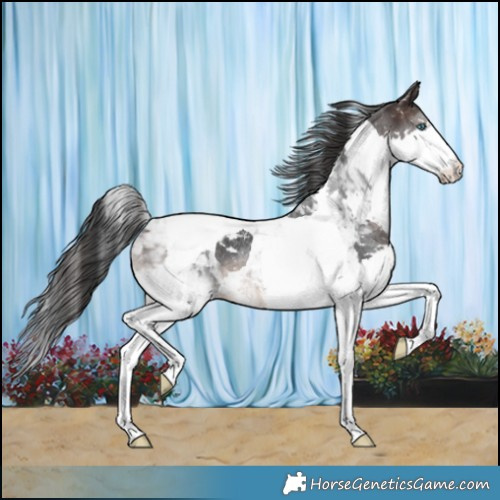 Horse Color:Brown Splash Tobiano Rabicano 