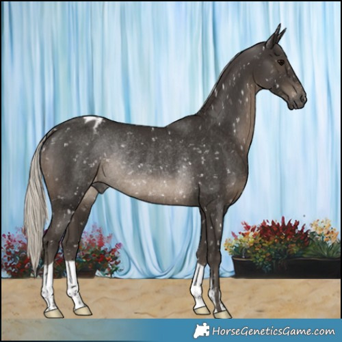 Horse Color:Gray Silver Black Snowflake Varnish Rabicano