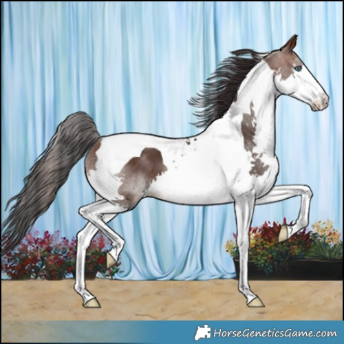 Horse Color:Brown Splash Tobiano 