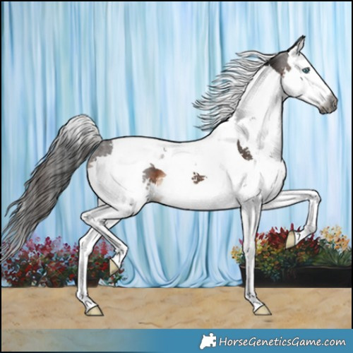 Horse Color:Gray Brown Splash Tobiano 