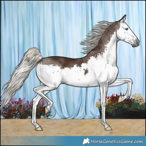 Horse Color:Gray Silver Black Splash Varnish 