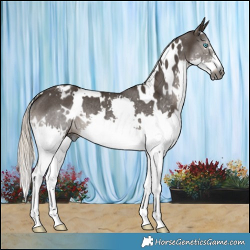 Horse Color:Gray White Spotted Silver Black Splash Varnish Rabicano