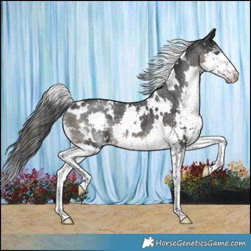 Horse Color:White Spotted Black Splash Varnish Rabicano 