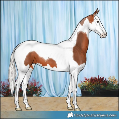 Horse Color:Silver Bay Splash Tobiano