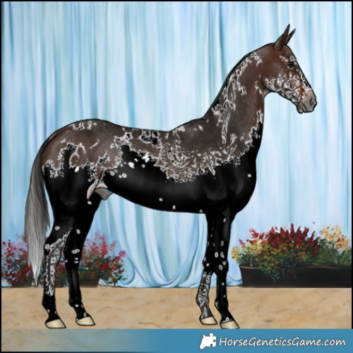 Horse Color:Gray White Spotted Bay Splash Rabicano 