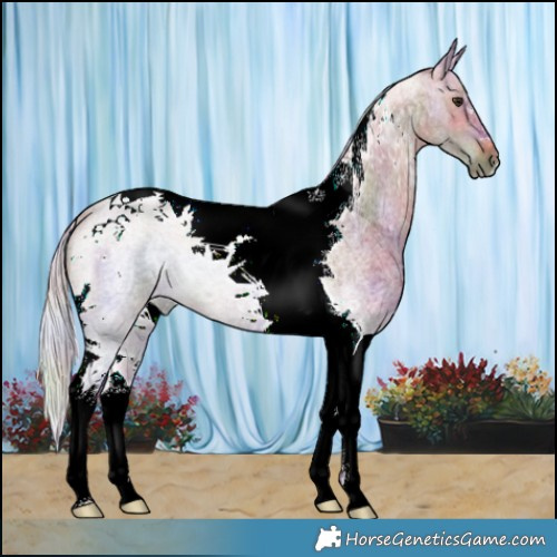 Horse Color:Nacre Silver Bay Roan Tobiano 