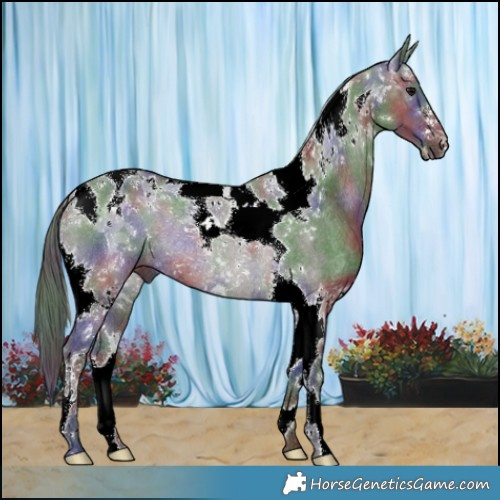 Horse Color:Nacre Grullo Tobiano Rabicano