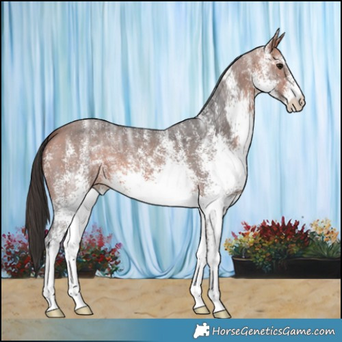 Horse Color:White Spotted Bay Ice