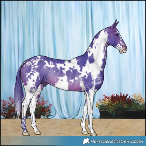 Horse Color:Watercolor White Spotted Brown Sabino Rabicano 