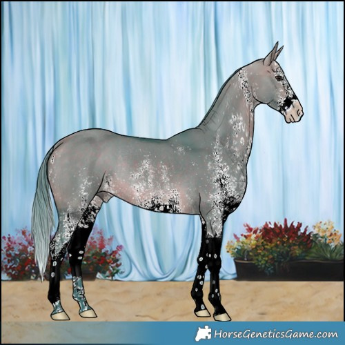 Horse Color:Watercolor White Spotted Bay Dun Splash Rabicano 